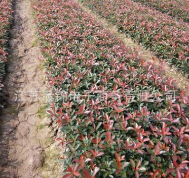 色塊綠化苗石楠小苗 優質紅葉石楠苗 規格齊全 紅葉石楠工程綠化