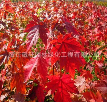 批發(fā)美國紅楓樹.日本紅楓.中國紅楓嫁接.紅楓 品種齊全