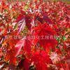 批發美國紅楓樹.日本紅楓.中國紅楓嫁接.紅楓 品種齊全
