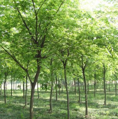 苗圃直銷櫸樹苗 櫸樹小苗 大規(guī)格行道樹櫸樹 工程專用 低價批發(fā)