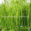 基地供應綠化苗木垂柳 金絲垂柳 綠化工程 行道樹 庭院專用