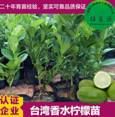 基地批發直銷 果樹苗 香水檸檬苗 嫁接檸檬苗 盆栽果樹 四季結果