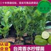 基地批發(fā)直銷 果樹苗 香水檸檬苗 嫁接檸檬苗 盆栽果樹 四季結(jié)果