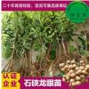 石硤龍眼果樹苗 桂圓嫁接樹苗 果肉白色透明汁多味甜