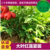 廣西基地直銷 泰國紅大葉紅蓮霧嫁接苗 苗木粗壯抗霜耐寒庭院陽臺