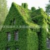 爬山虎苗批發(fā)庭院爬墻植物五葉地錦三葉地錦爬墻高手遮陽(yáng)降溫