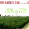 綠化工程苗木 側(cè)柏/扁柏苗批發(fā) 側(cè)柏樹(shù)苗 規(guī)格齊全 量大從優(yōu)