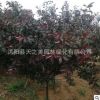 紅葉碧桃苗 嫁接紫葉碧桃樹(shù)苗 綠化苗木 小區(qū)行道樹(shù) 規(guī)格齊全
