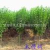 基地直銷 獨(dú)桿木槿 叢生木槿苗 木槿苗 現(xiàn)貨供應(yīng)