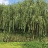 2-7cm青皮垂柳低價大量出售