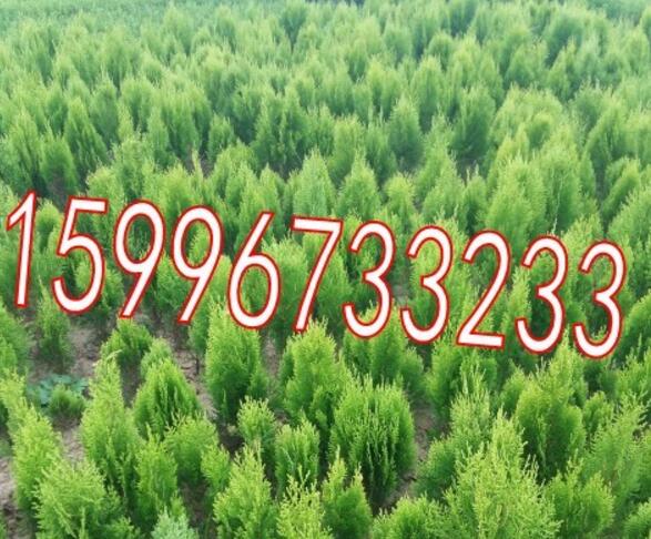 30公分灑金柏價格，40公分高灑金柏價格