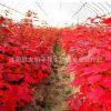 工程綠化苗木紅楓苗嫁接 正宗楓樹苗 樹苗 美國紅楓小苗