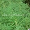 批發水生植物 狐尾藻 別名 聚草 凈化水質粉綠狐尾藻