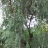 東臺垂柳樹，垂柳樹價格，垂柳樹苗報價
