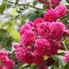 江蘇薔薇價格40公分高度大花薔薇價格