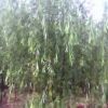 供應1~3公分青垂柳小苗5萬棵，4~15公分精品300畝