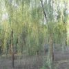 江蘇常州 供應 青垂柳 1-20公分 500畝