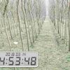 供應:3-8cm垂柳