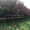 高桿紅葉石楠，供應(yīng)高桿紅葉石楠，浙江天臺高桿紅葉石楠