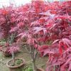日本紅楓苗批發 園林綠化苗木 紅楓小樹苗價格