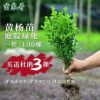 大量供應 黃楊苗 瓜子黃楊 瓜子黃楊 黃楊樹苗 小葉黃楊苗