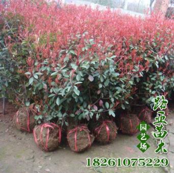 廠家供應紅葉石楠小苗 紅葉石楠球 彩色工程園林綠化工程苗木
