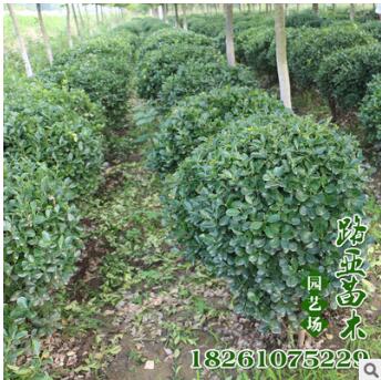 基地工程綠化黃楊球樹苗直銷 大葉黃楊球苗 庭院園林綠化苗