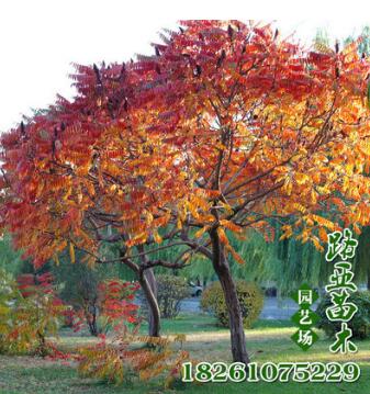 基地批發火炬樹苗 行道綠化喬木苗 耐寒耐旱 規格齊全 價格優惠