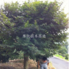 20公分紅楓