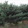 五針?biāo)?/></a>
<div><a href=