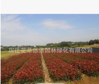 苗圃提供紅葉石楠工程 紅葉石楠杯苗 紅葉石楠批發