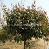 苗圃直銷高桿紅葉石楠 獨桿石楠 紅葉石楠樹苗