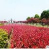 熱銷供應紅葉石楠小苗 紅葉石楠苗木 綠化紅葉石楠