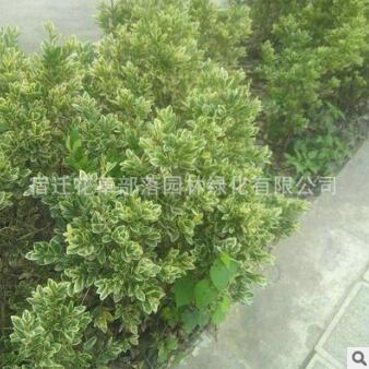 熱銷推薦小葉黃楊球 瓜子黃楊 小葉黃楊苗 適合種植