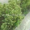 熱銷推薦小葉黃楊球 瓜子黃楊 小葉黃楊苗 適合種植