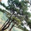 基地供應黑松 造型黑松 15公分造型黑松 適合種植