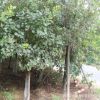 批發(fā)河南黃櫨樹苗/基地直銷/工程綠化苗木/園林造景/量大從優(yōu)
