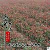 批發(fā) 綠化苗木 營養(yǎng)杯紅葉石楠 紅葉石楠苗 石楠樹 規(guī)格齊全