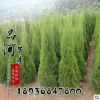 塔柏苗 工程苗 綠籬用苗 塔柏常 綠樹種 喜光庭院樹種蜀檜