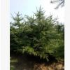 華山松苗木工程綠化基地批發華山松5米華山松大冠幅枝葉密華山松