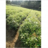 木荷小苗報價、2公分木荷、3公分木荷價格