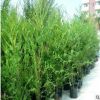 【蘇湘花卉】供應各種苗木花卉 大量批發 優良 東北紅豆杉