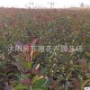 常年供應單桿紅葉石楠批發 胸徑2-5公分 量大價格優惠