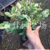 白雪公主雪花木福建白雪公主 雪花木 白雪公主價格