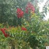 供應紅火箭紫薇批發 又稱百日紅紫薇 護坡綠化 規格齊全 價格優惠