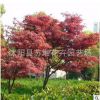 供應美國紅楓批發 苗木 工程綠化 株高1-2公分 量大優惠