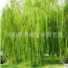 供應各種工程綠化苗木 大量批發 價格優惠 優良 金絲垂柳苗