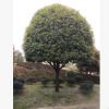 基地直銷桂花樹苗 精品桂花樹 垃圾桂花樹 叢生桂花樹
