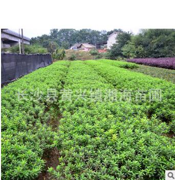 杜鵑球 基地直銷 杜鵑球杜鵑及各規(guī)格道路綠化常綠灌木毛娟球批發(fā)