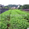 杜鵑球 基地直銷 杜鵑球杜鵑及各規格道路綠化常綠灌木毛娟球批發